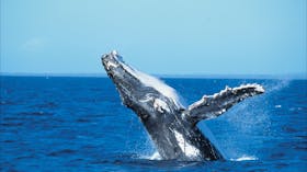 whales