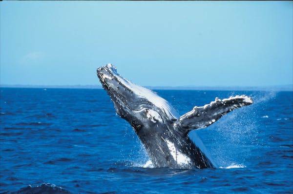 Whale Watching around Keswick Island
