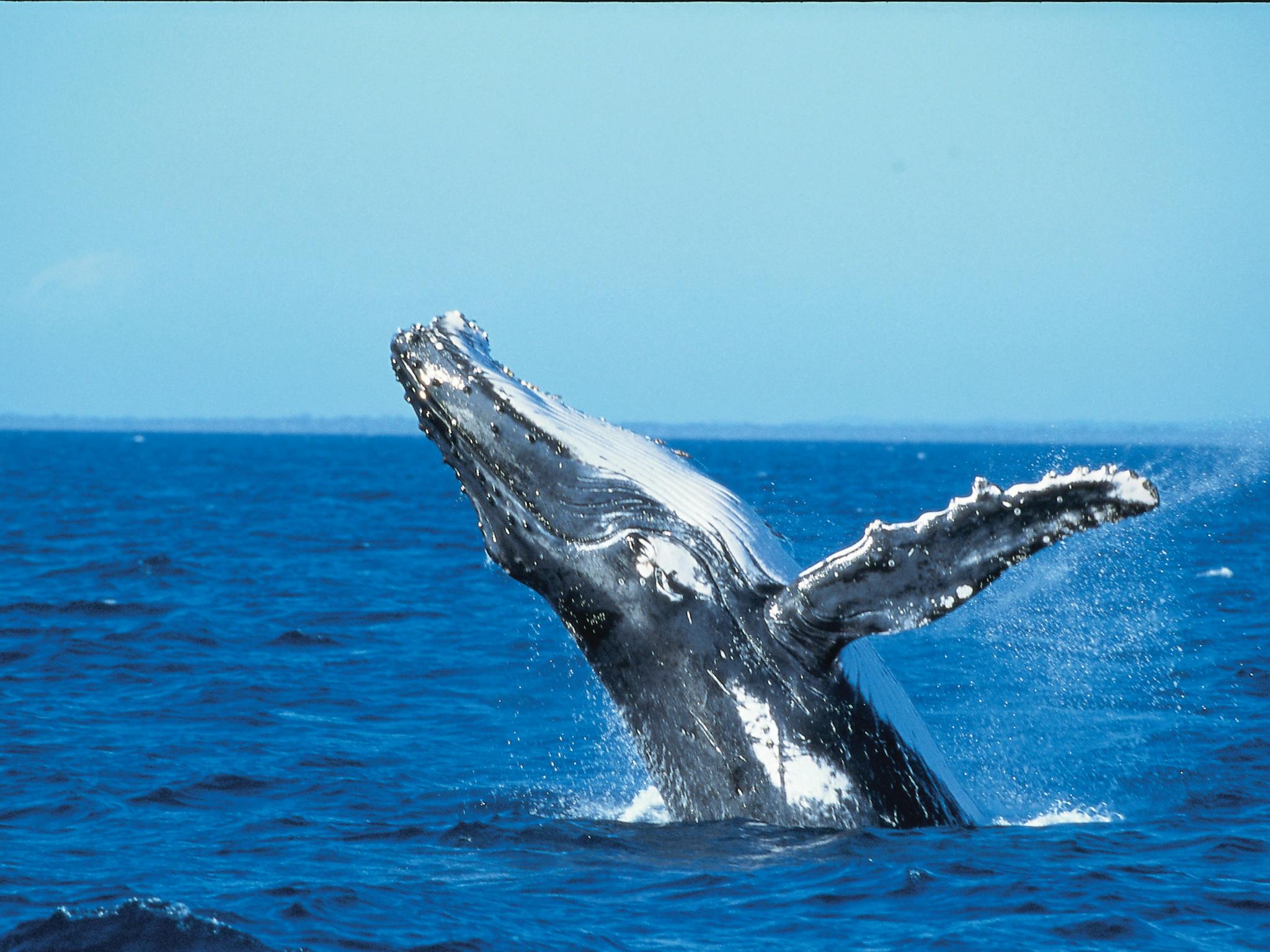 whales whales