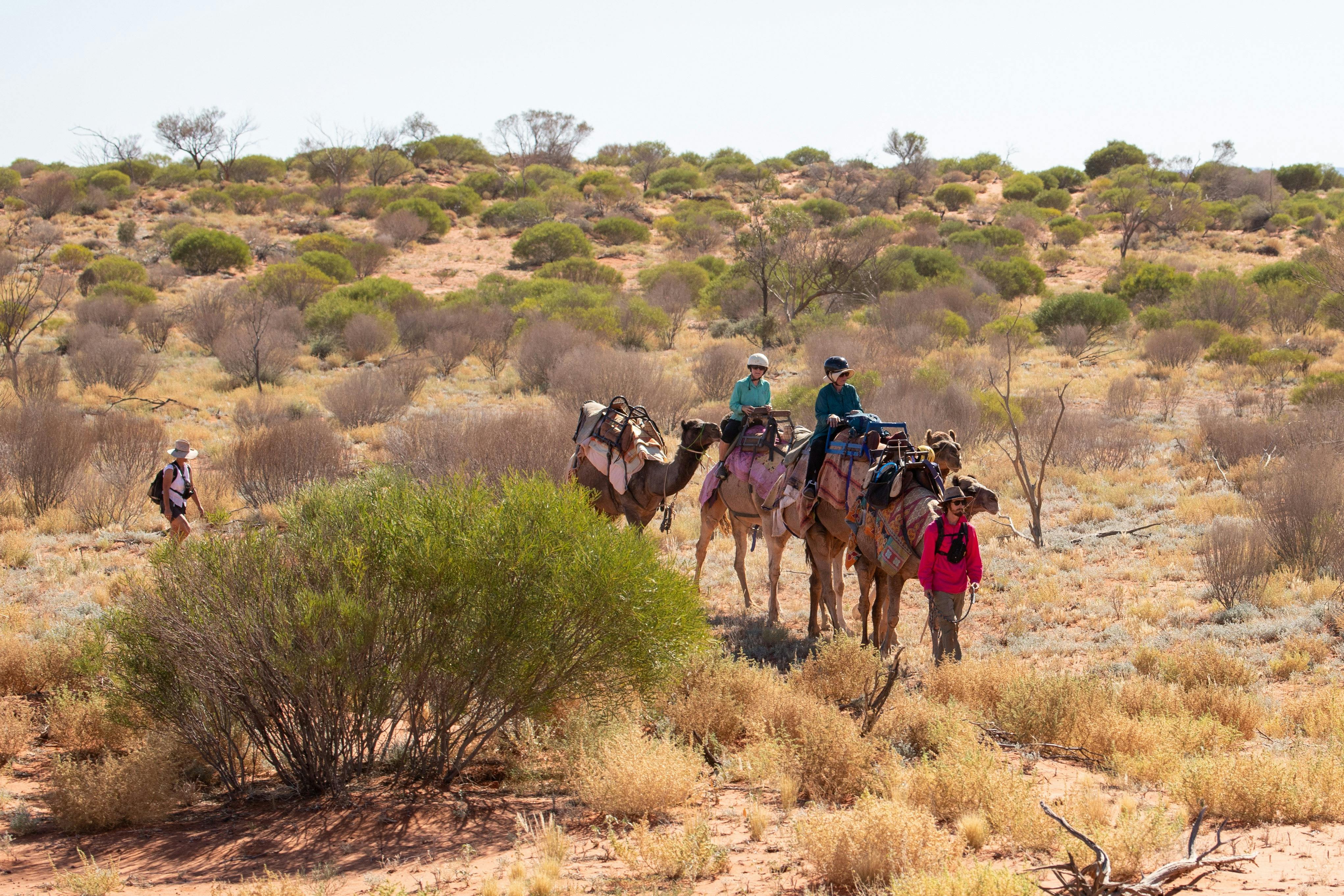 Camel Treks Australia Outback Safaris
