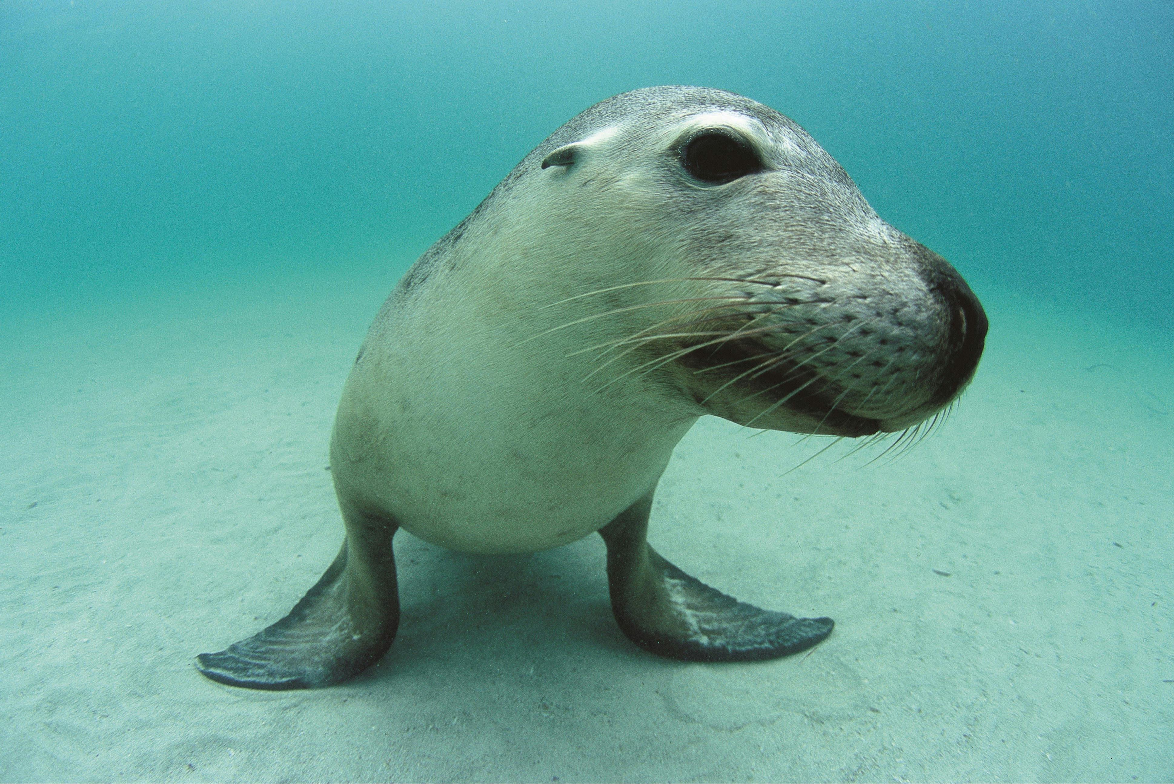 Attraction Tourism Western Australia