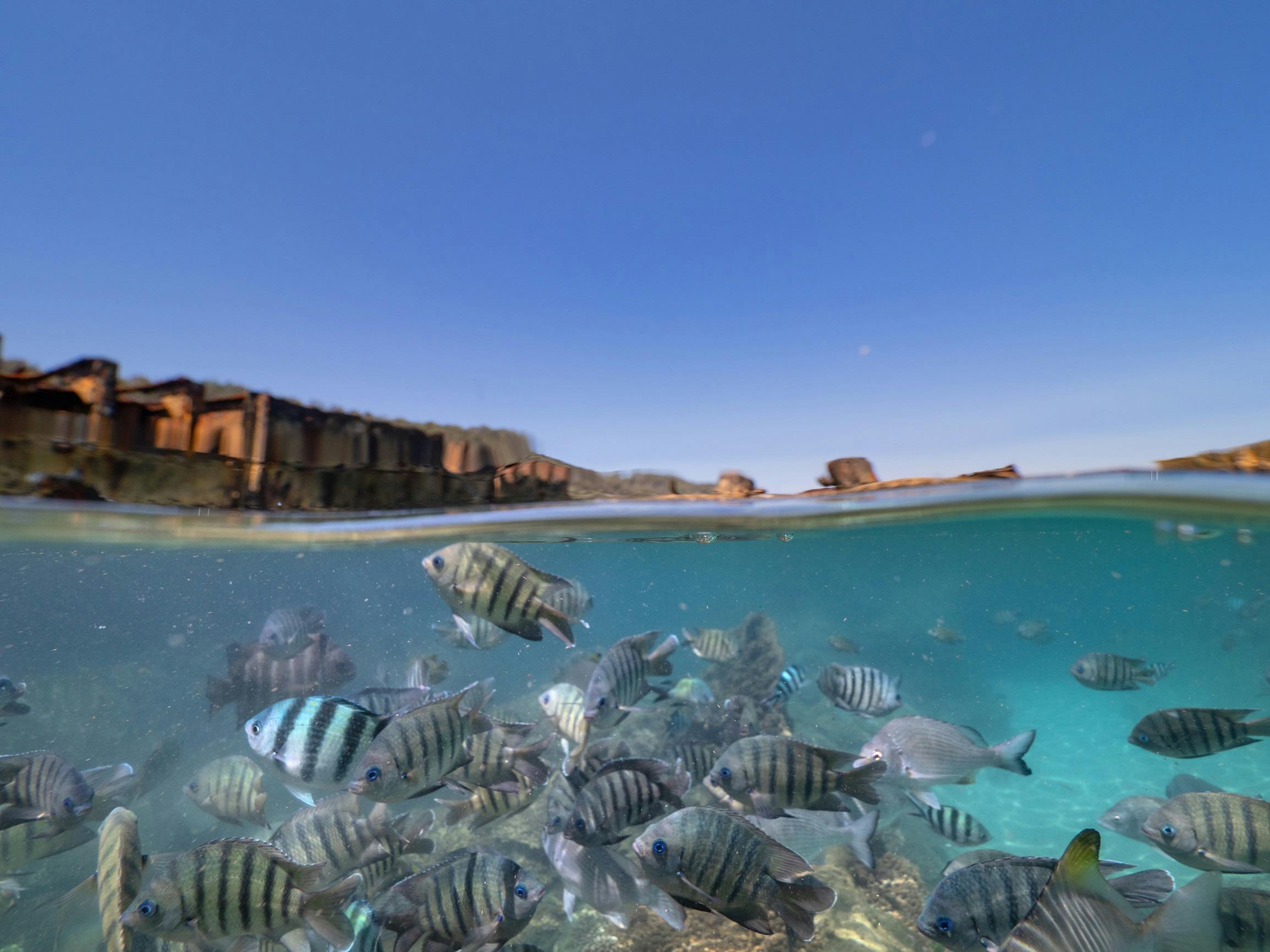 Fishes at the wrecks