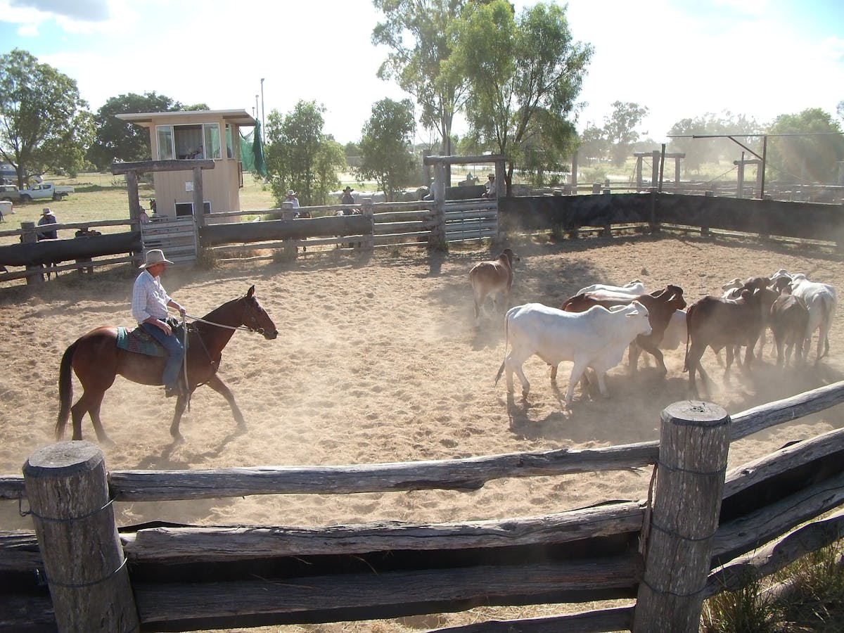Baralaba Annual Campdraft