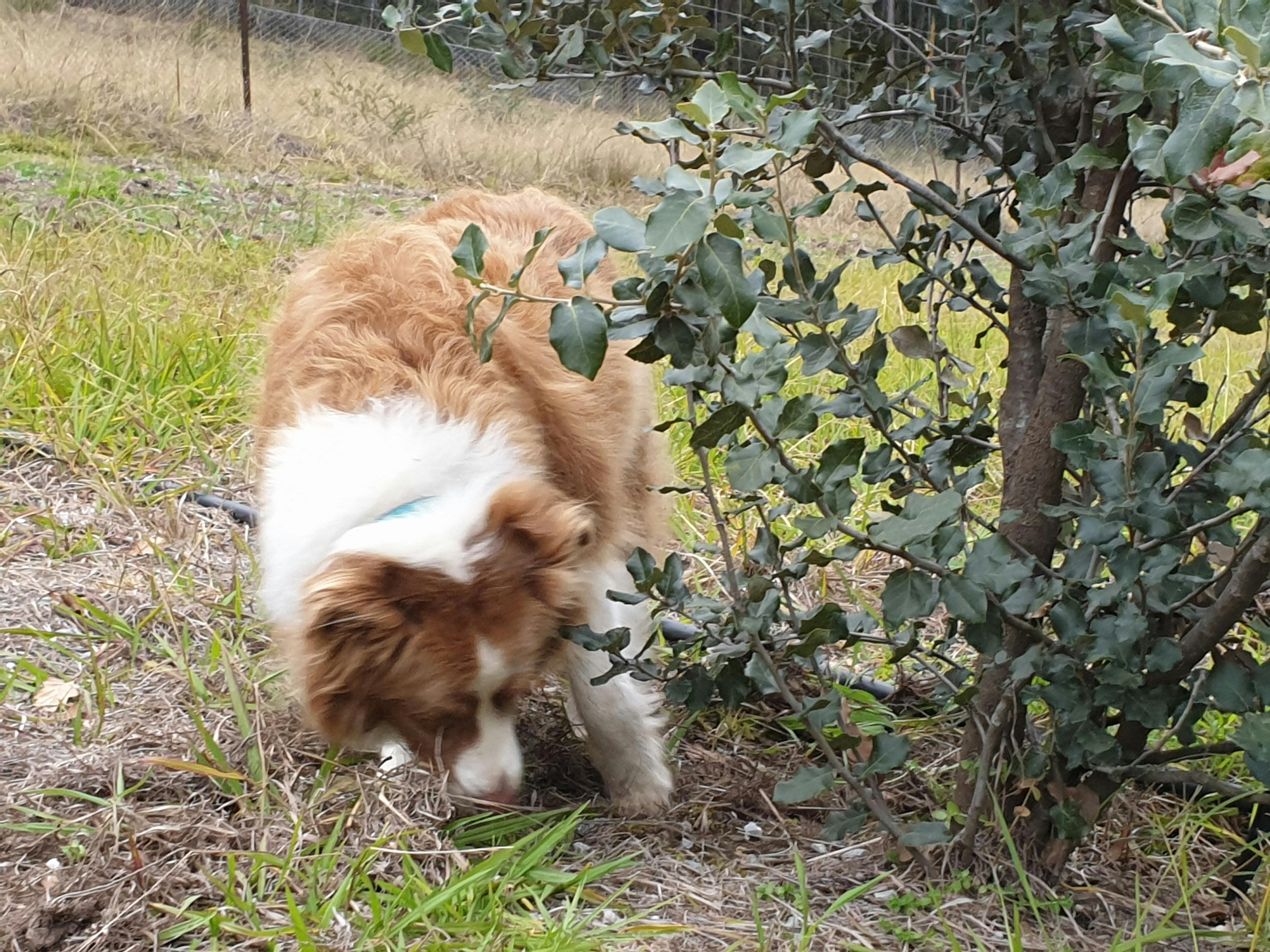 Skye locating a truffle