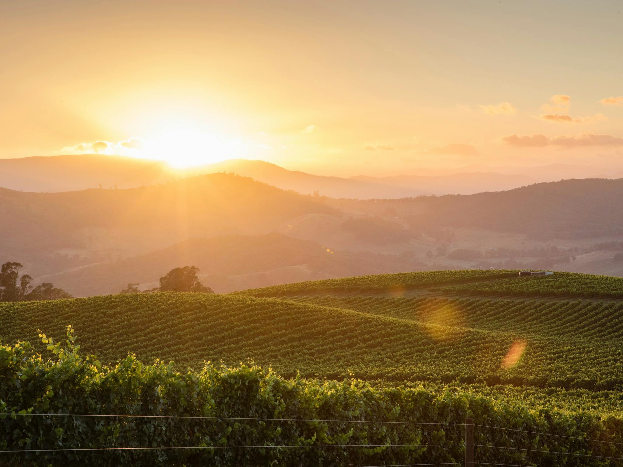 Mt Bellevue Lodge Vineyard King Valley