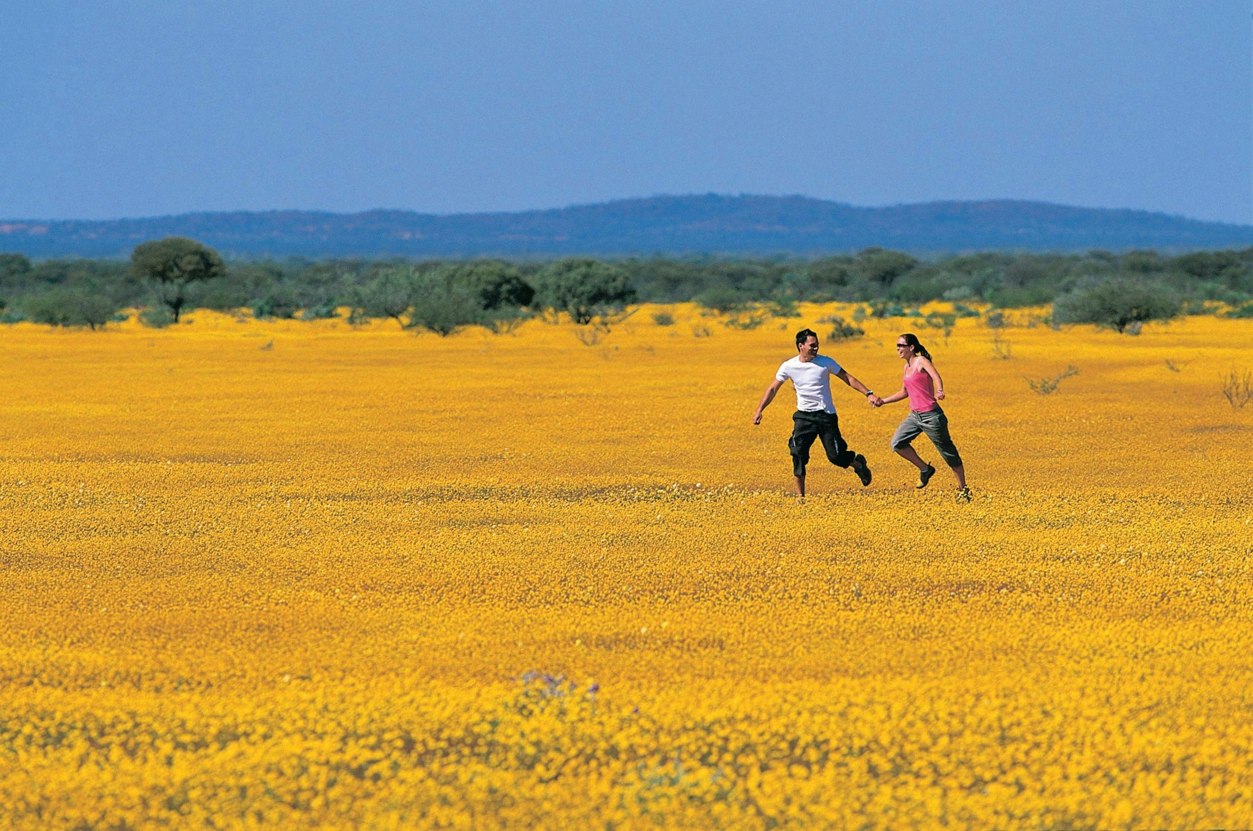 Northern Explorer Wildflower Trail, Mullewa, Western Australia