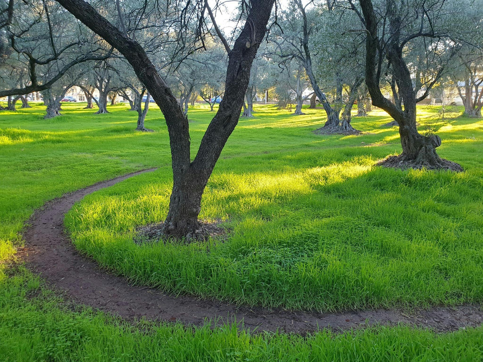 Guided Walk through  lower North Adelaide's Parks 7, 8 and 9