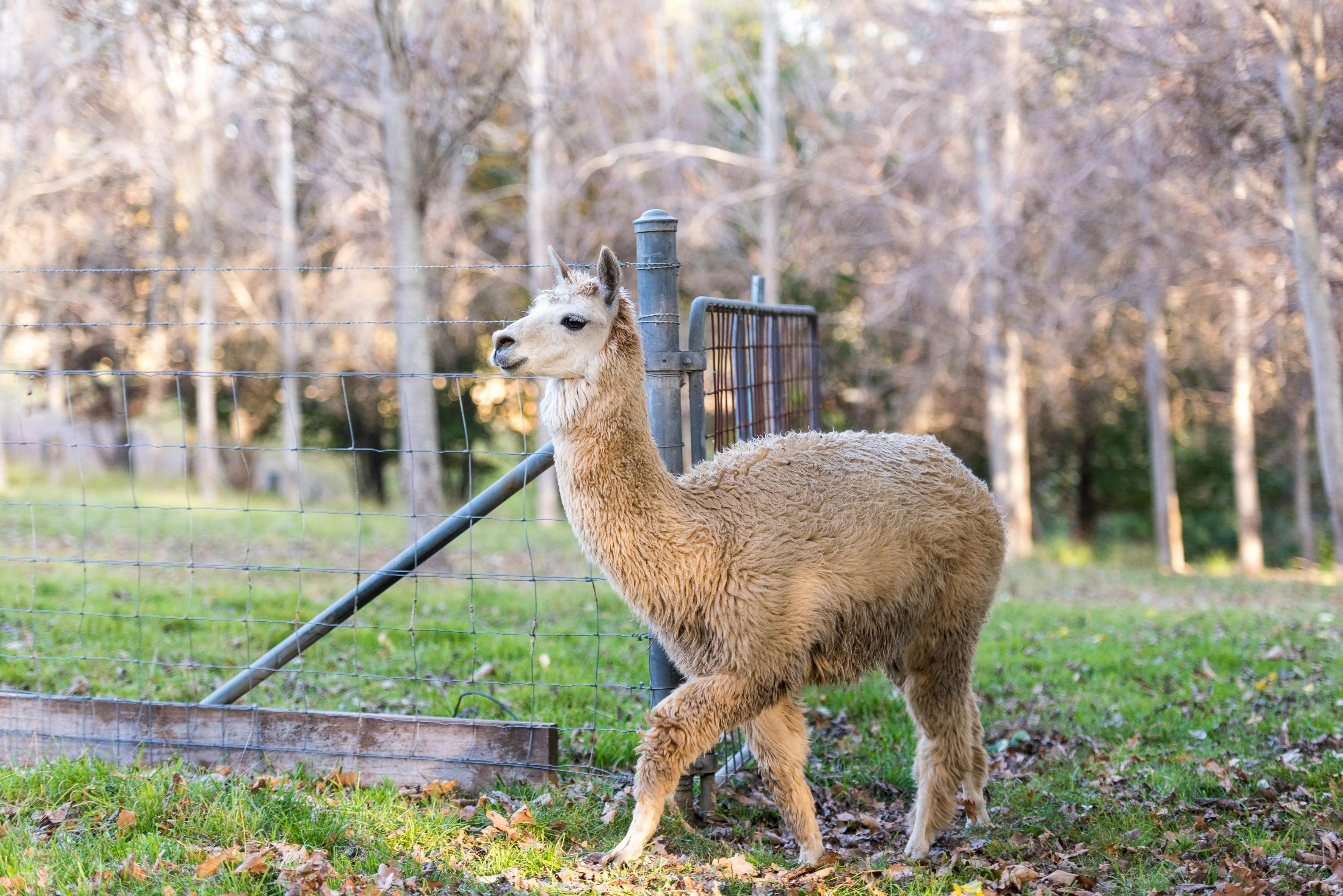 Alpaca