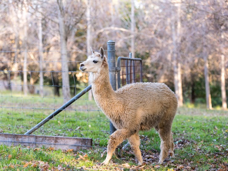 Alpaca