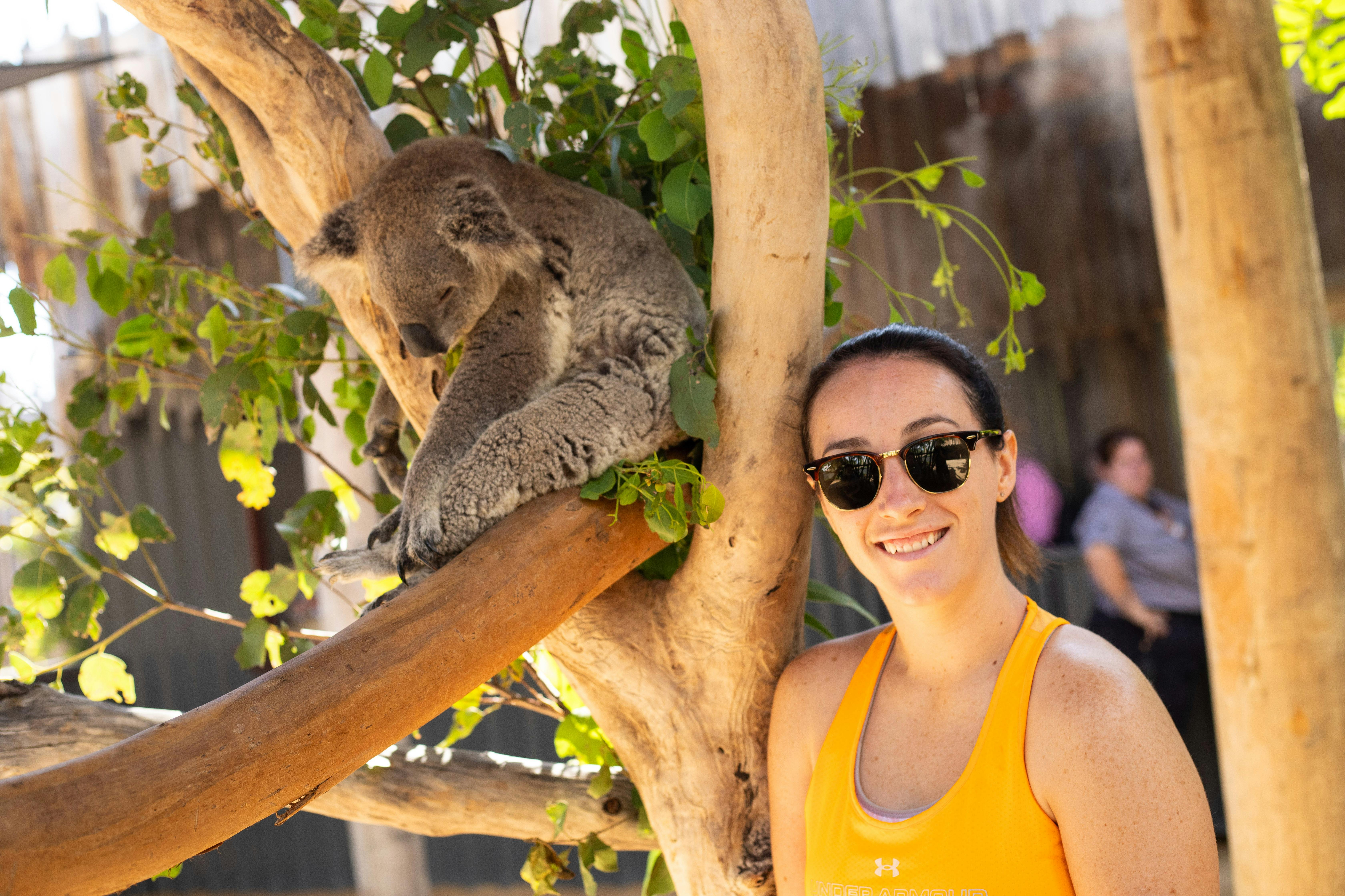 Koala photo