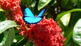 Daintree with Tony's Tropical Tours