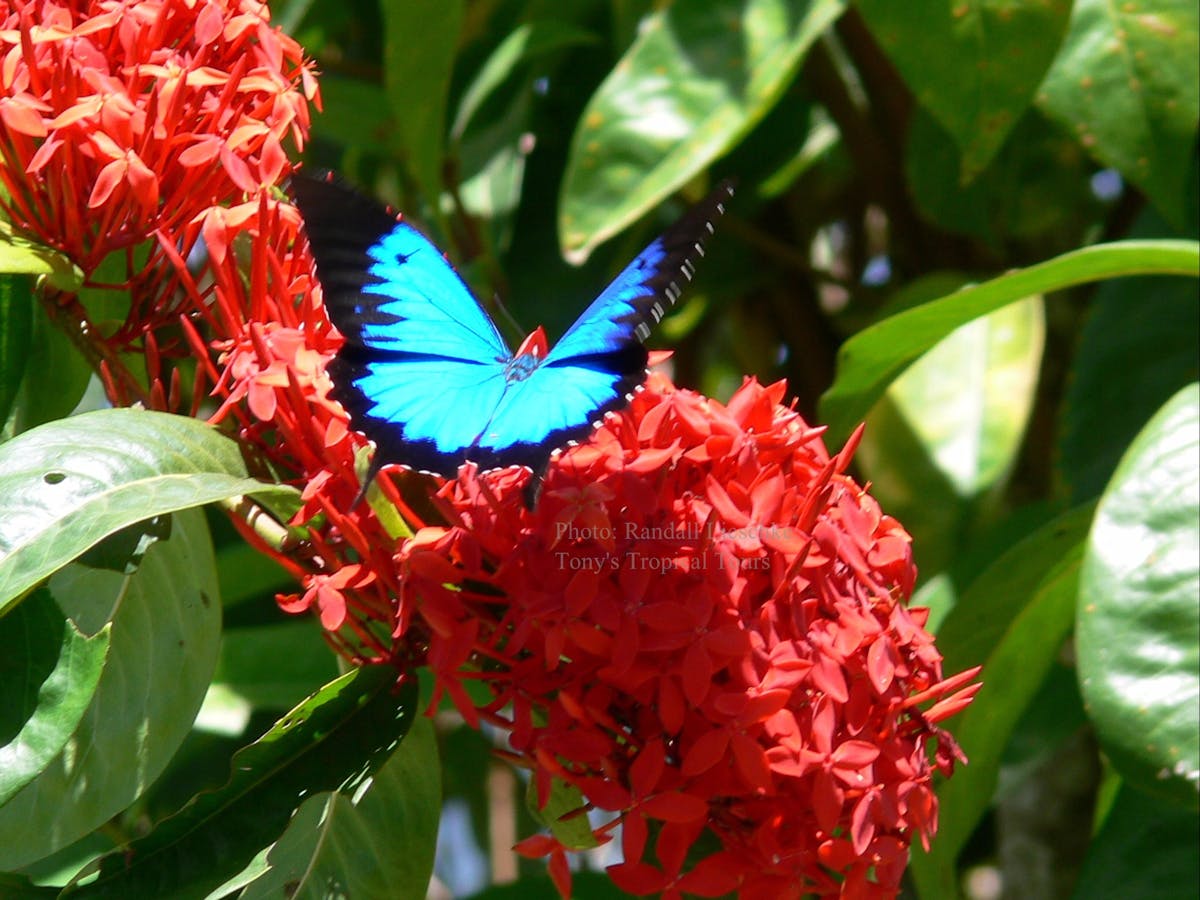 Daintree with Tony's Tropical Tours