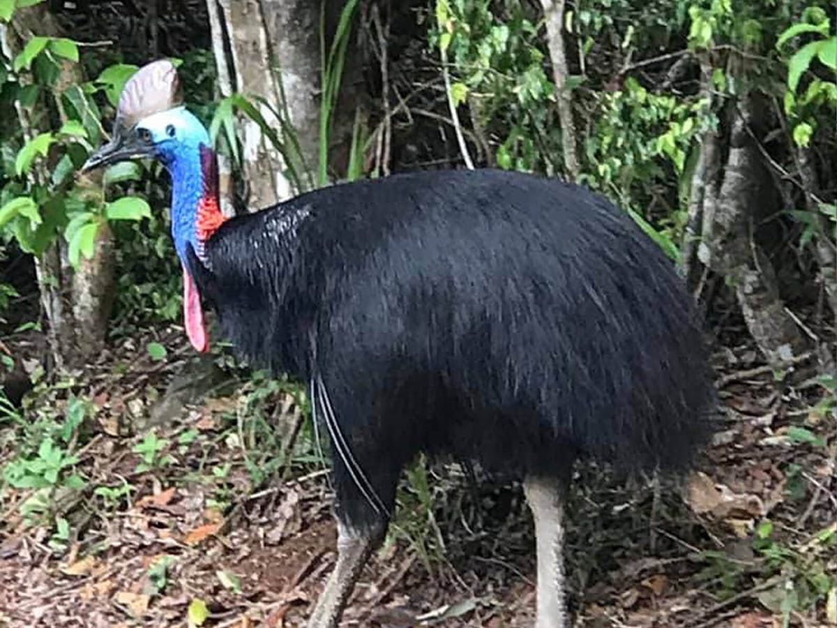 Bramston Beach Cassowary Bramston Beach Cassowary