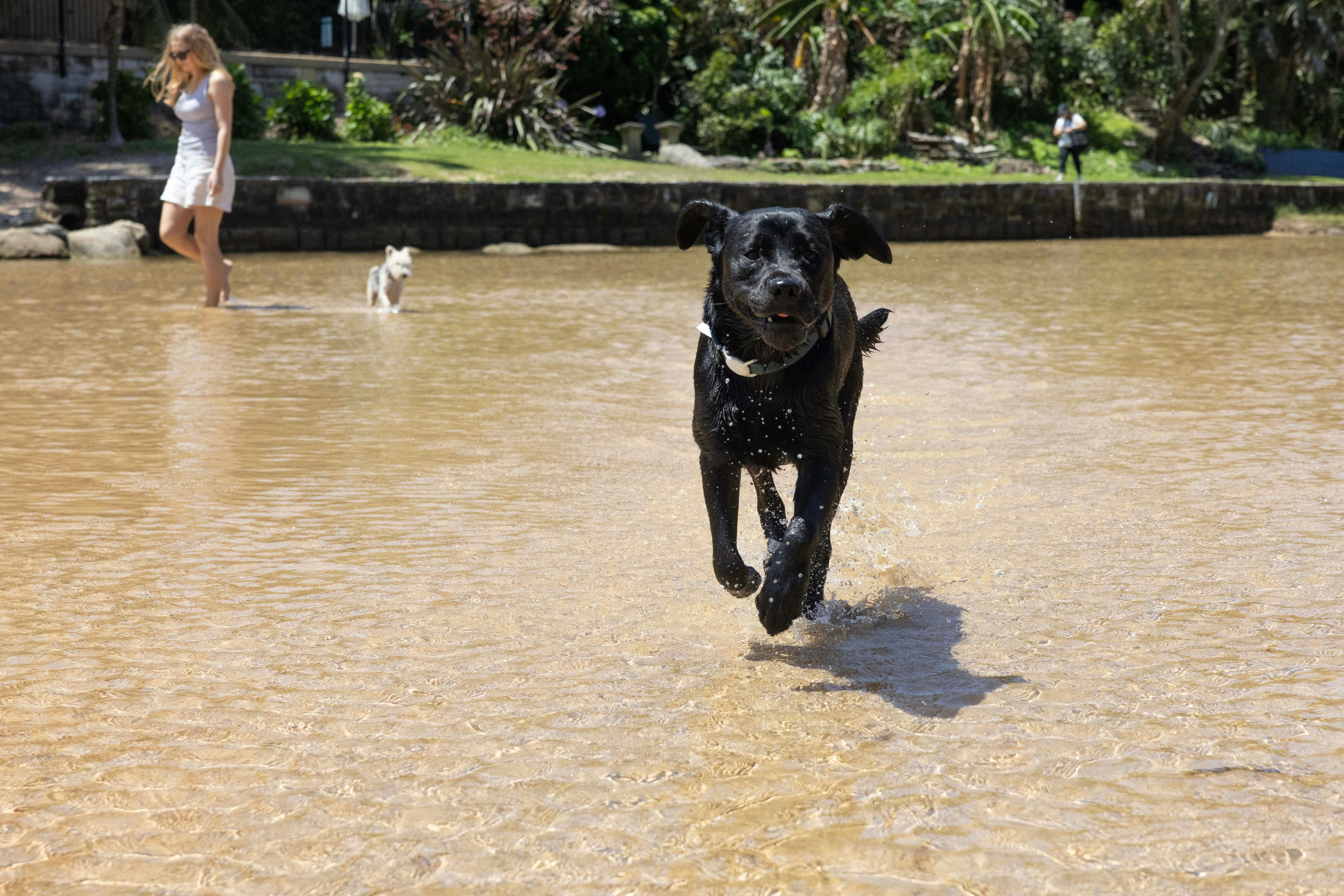 Man enjoying a day with his dog at Manly Lagoon in Manly