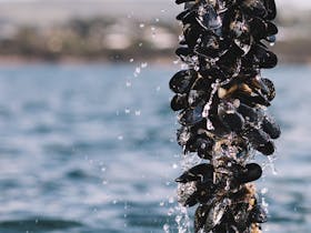 Boston Bay Mussels