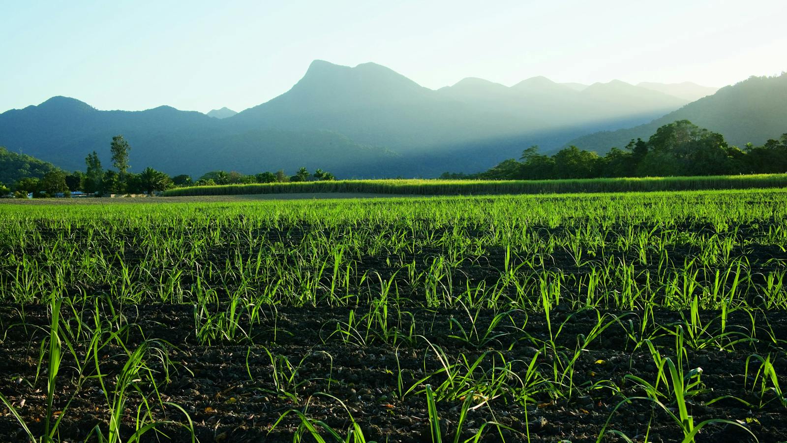 Sugar Cane Farm, Mossman