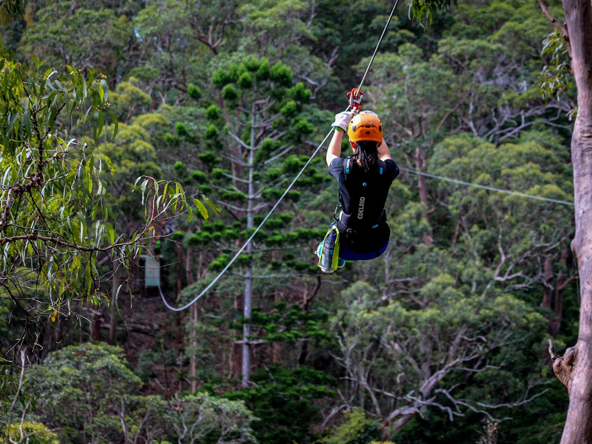 Treetop Challenge - Canyon Flier Treetop Challenge - Canyon Flier