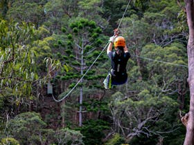 Treetop Challenge - Canyon Flier