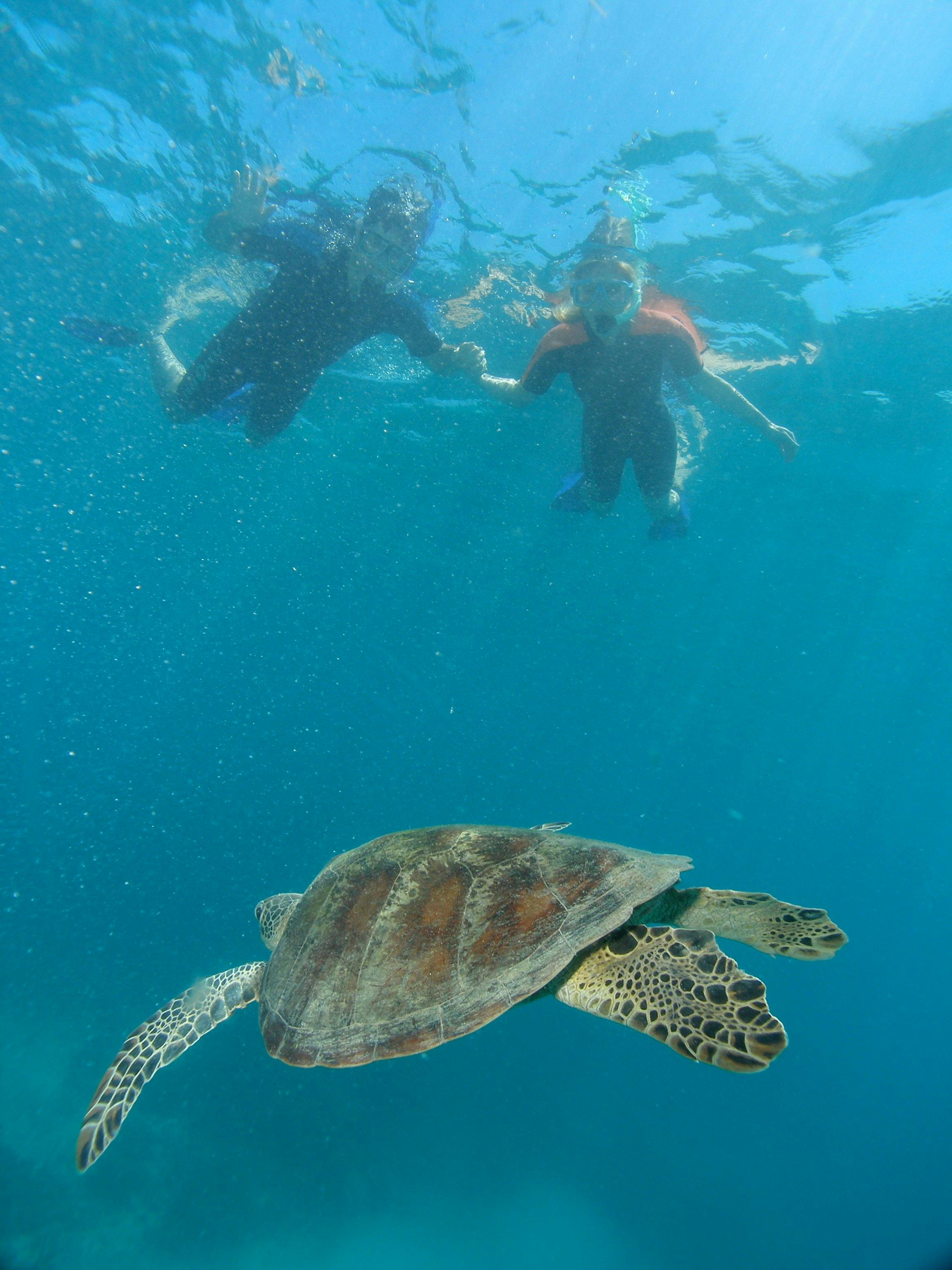 Snorkelling with turtle