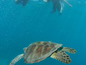 snorkelling with turtle, Great barrier Reef , Green Island , dive