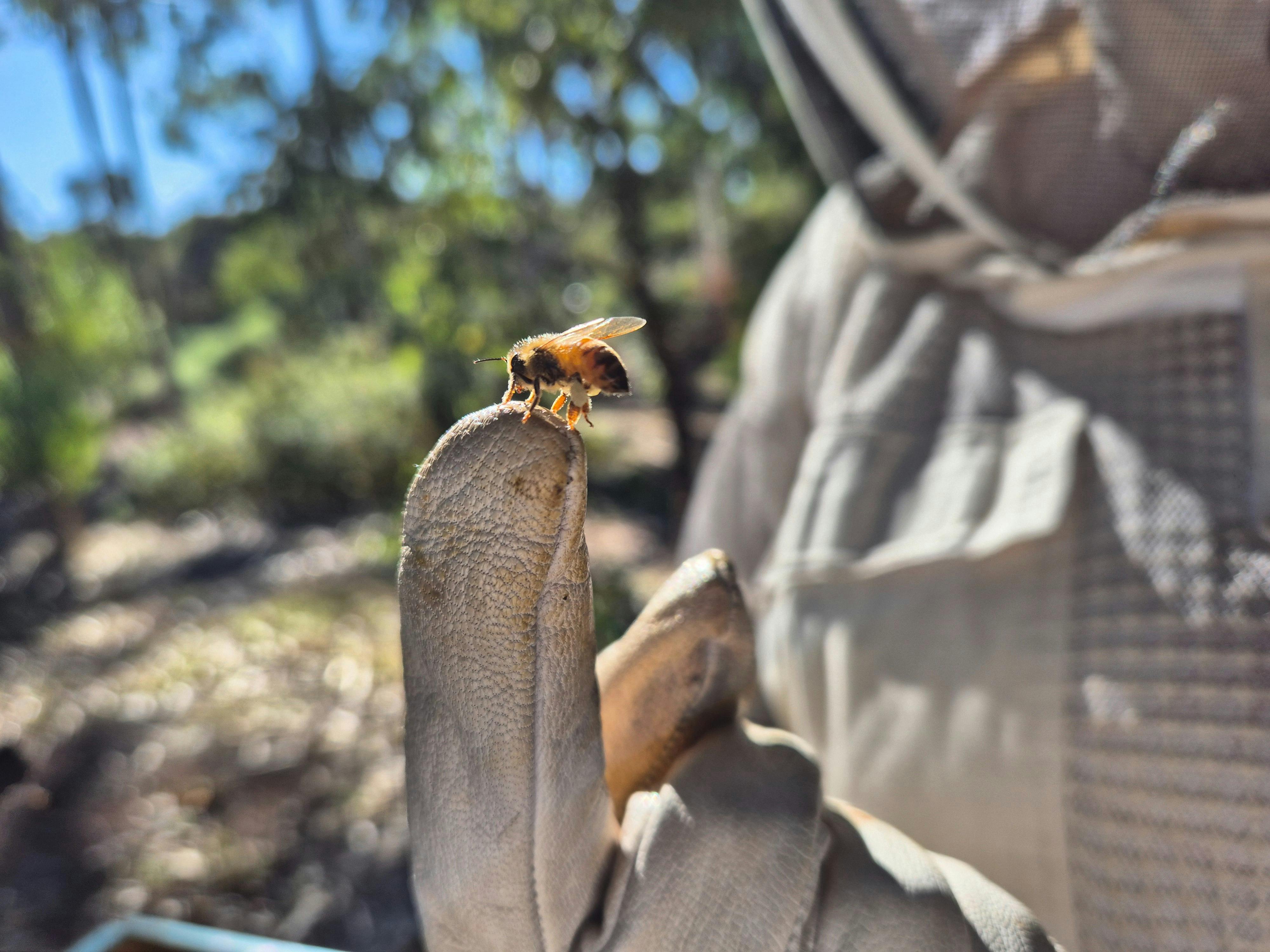 Sweet little bee