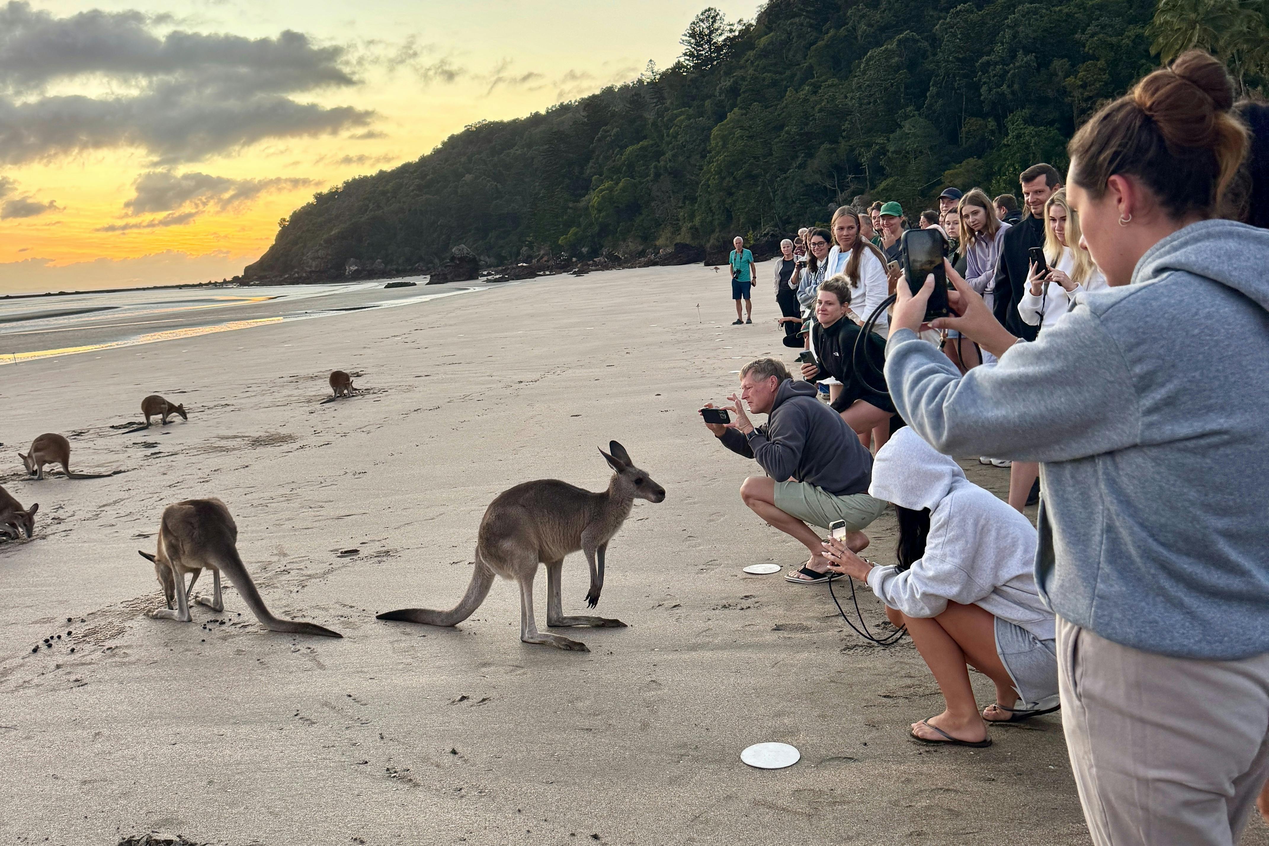 Kangaroos on the Beach at Dawn