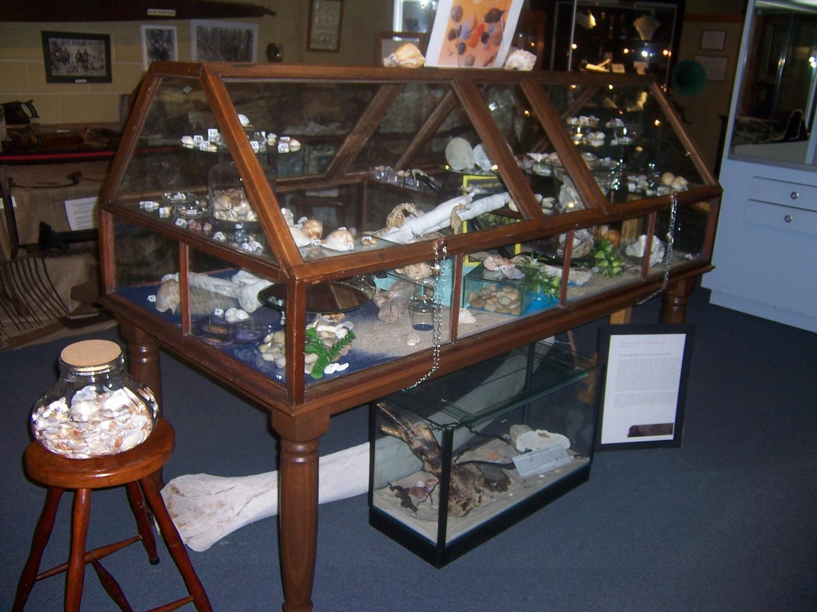 Tasmanian Shell Collection