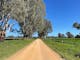 Gravel Road, huge gum trees, green grass, fences, blue sky