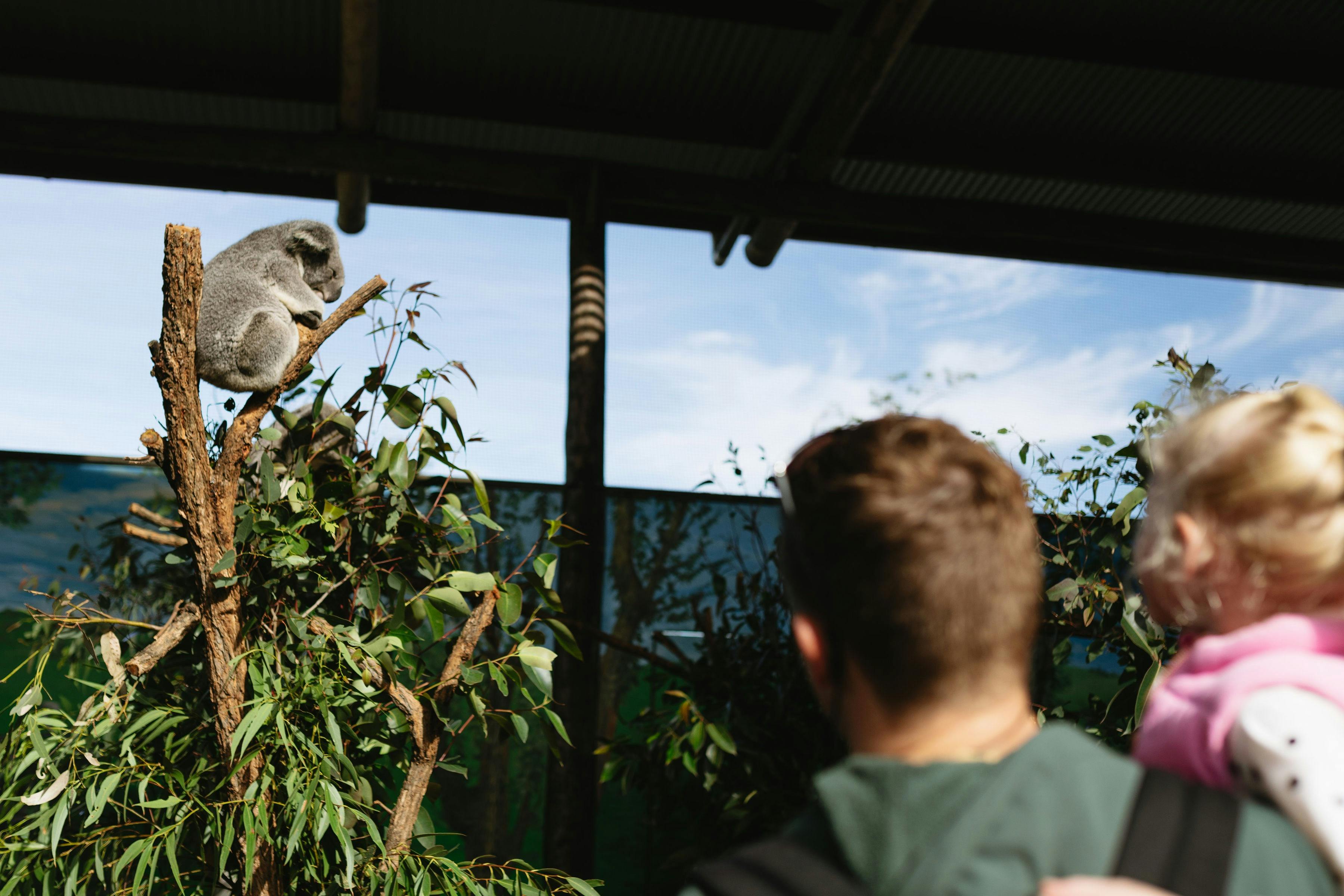 Koala-Land