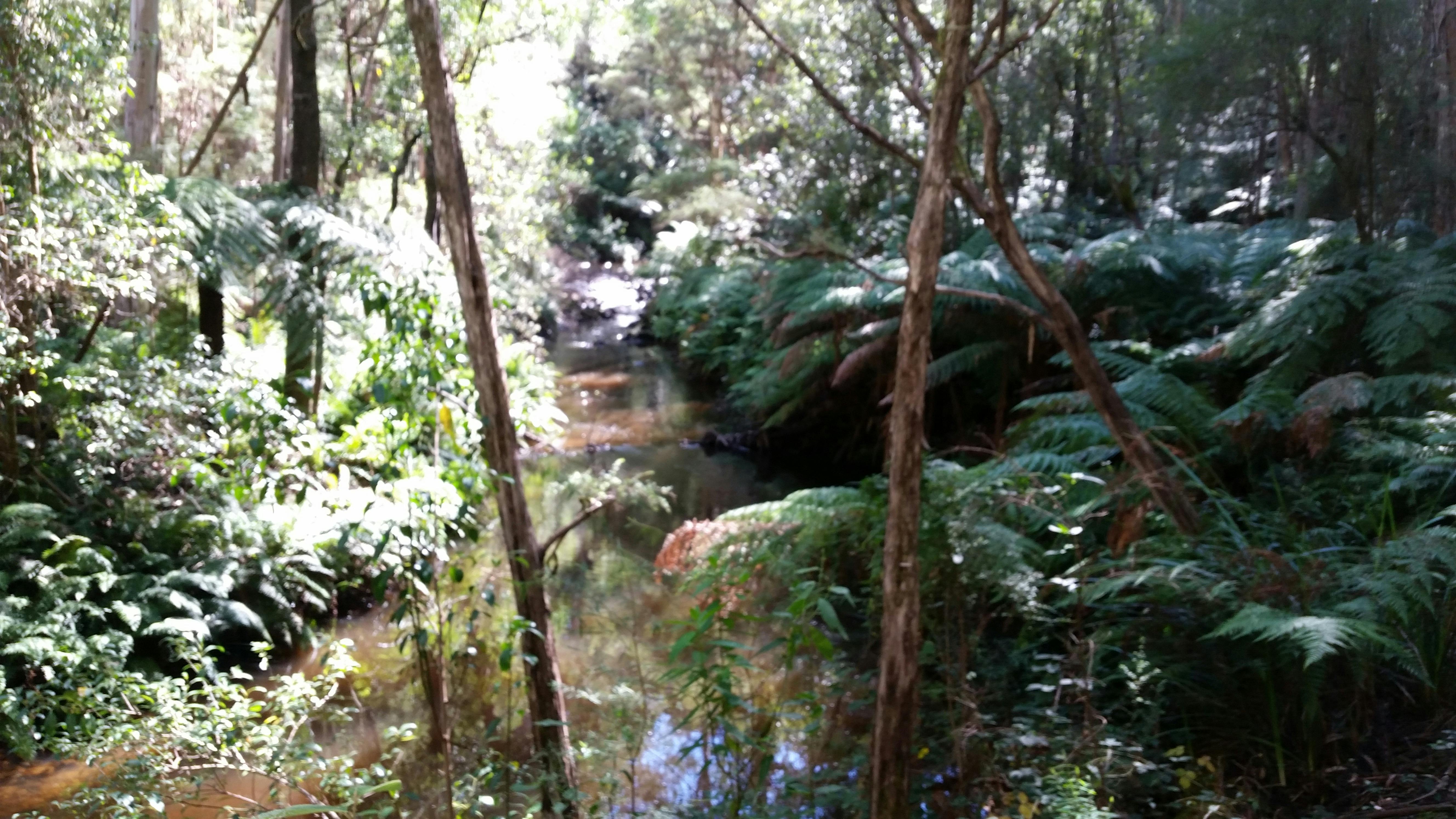 Tidal River
