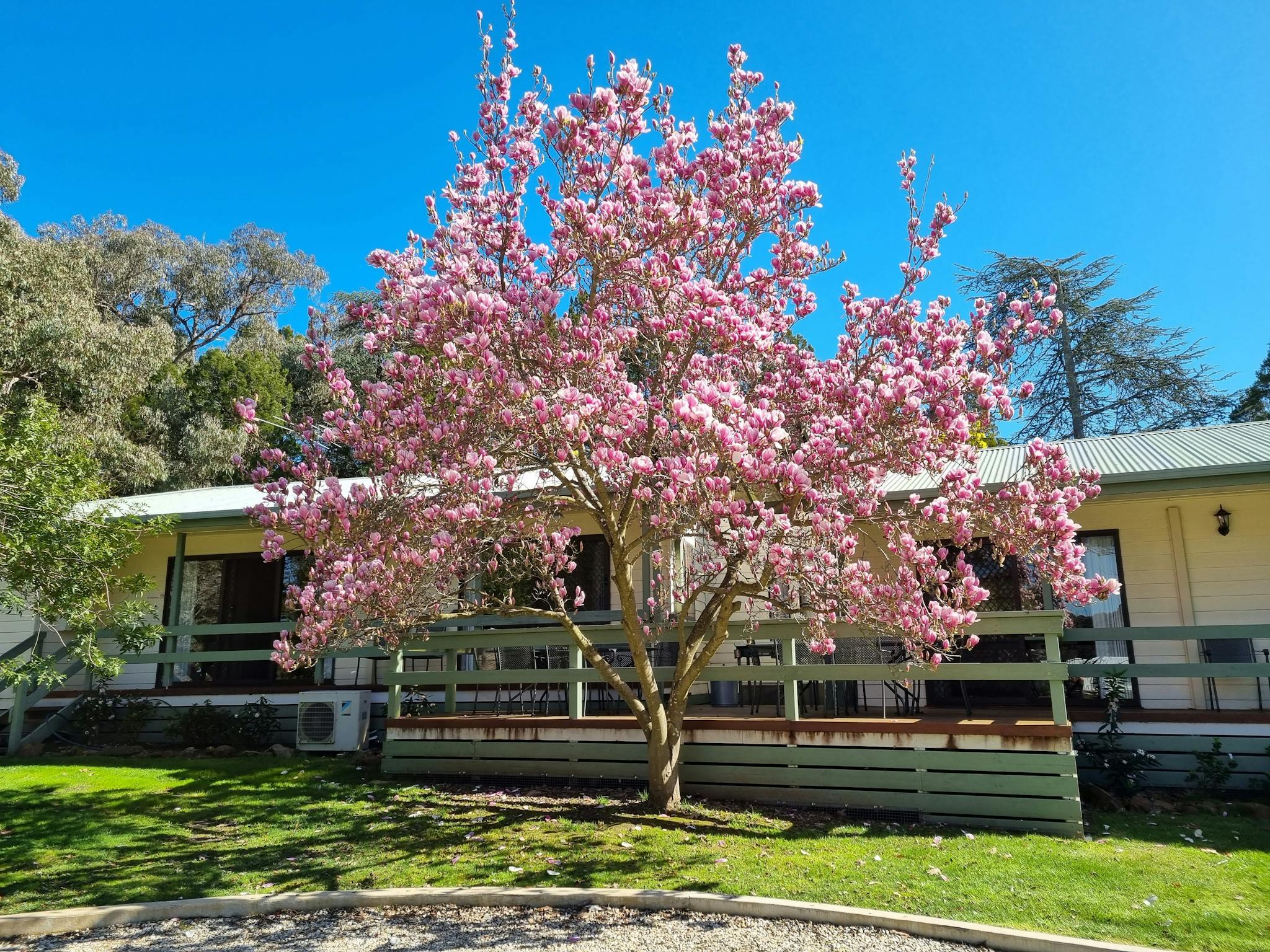 Magnolia Tree