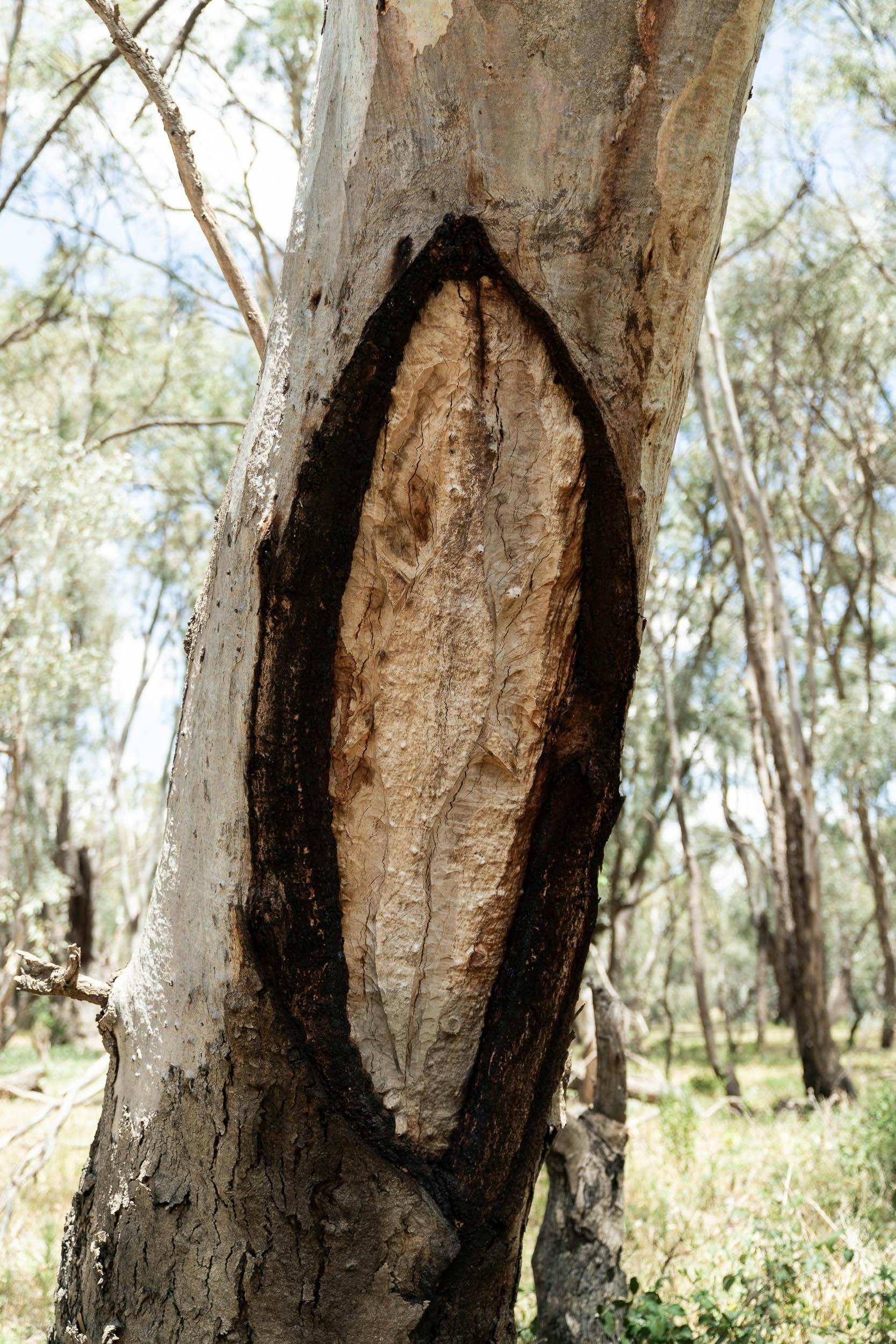 Scar tree