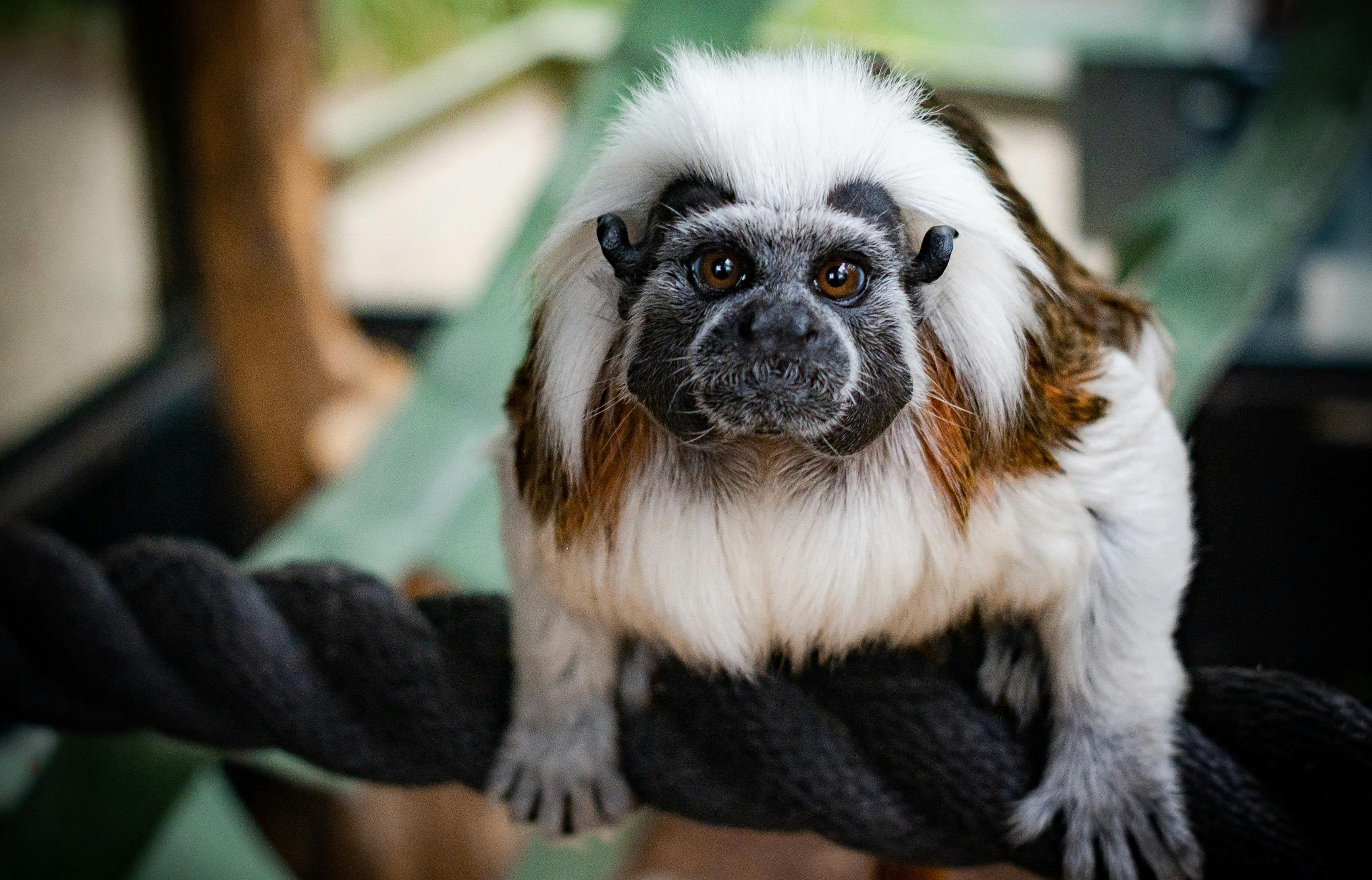 Primate