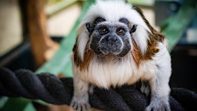 Primate