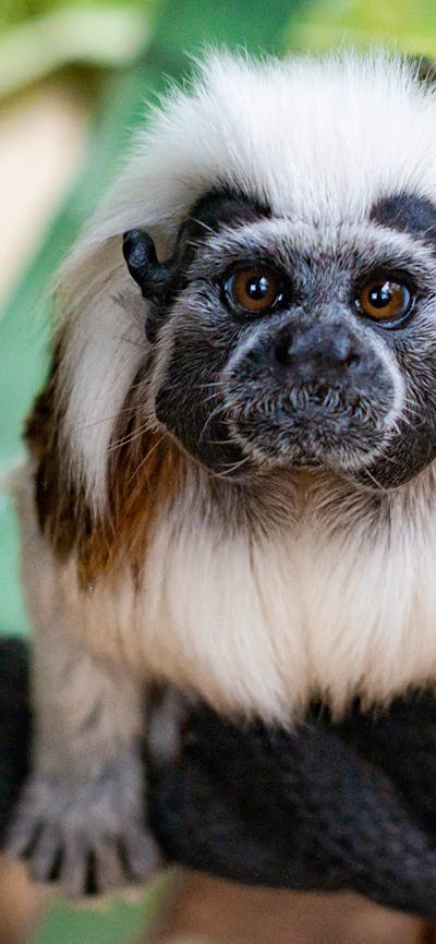 Primate