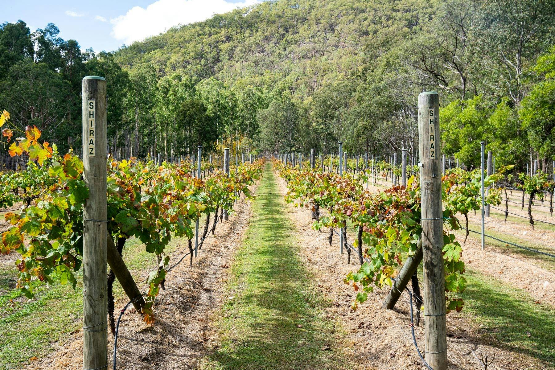Barney Creek Vineyard Cottages - Cellar Door