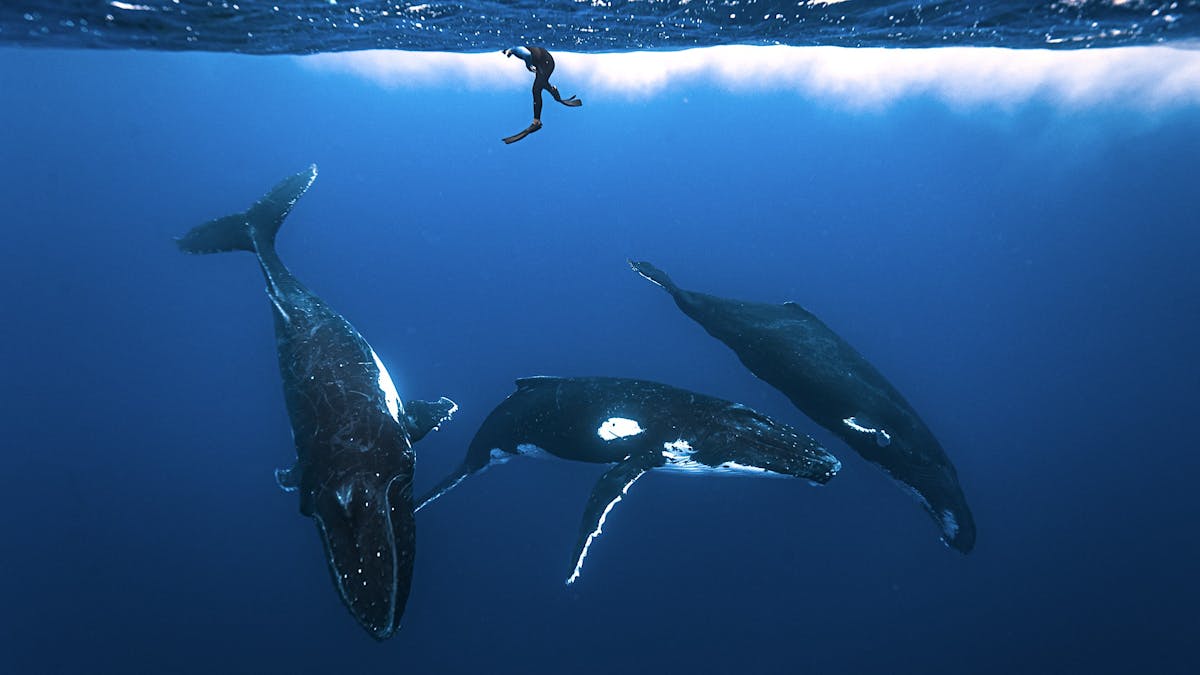 Whales