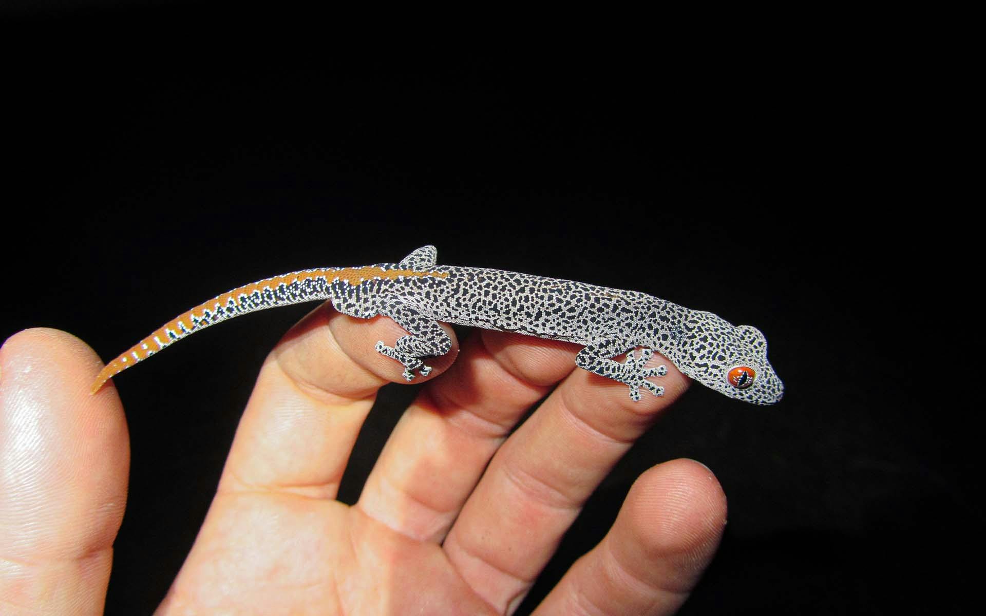 Close-up view of a small, spotted lizard resting on a hand