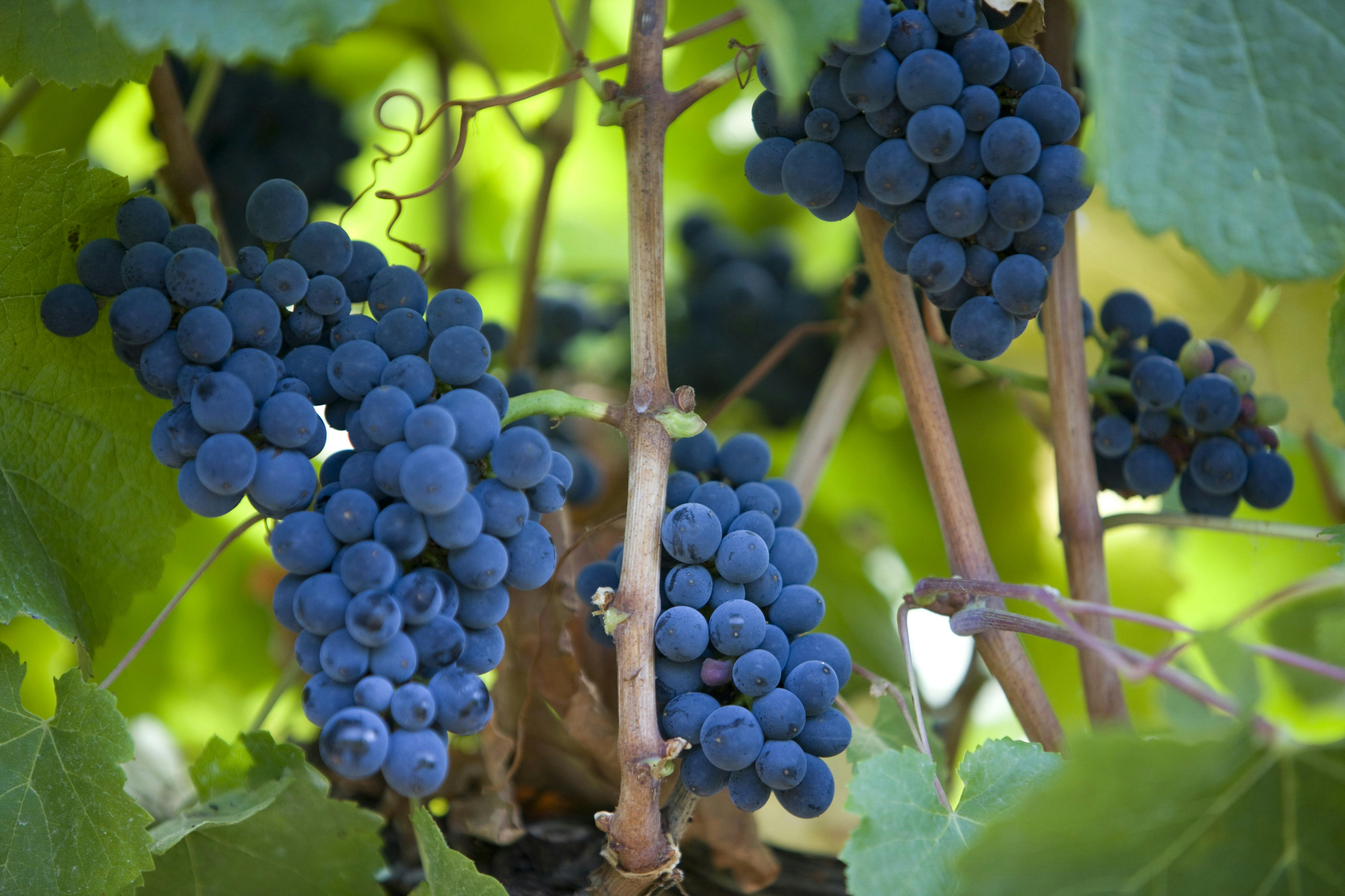Premium Wine Tours by Scott Ninnis