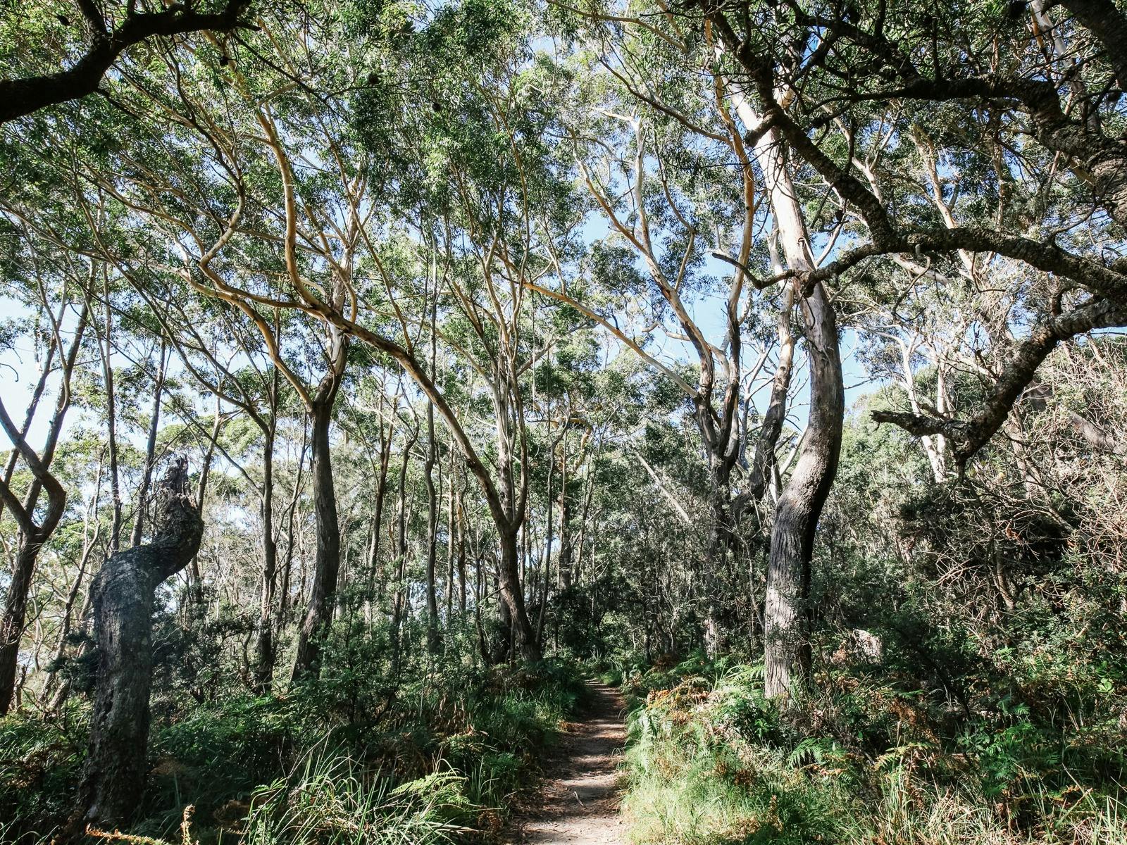 White Sands Walk Track, Jervis Bay