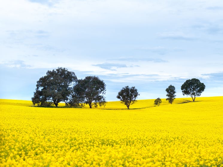 Paddock full of bright yellow canola with six green trees