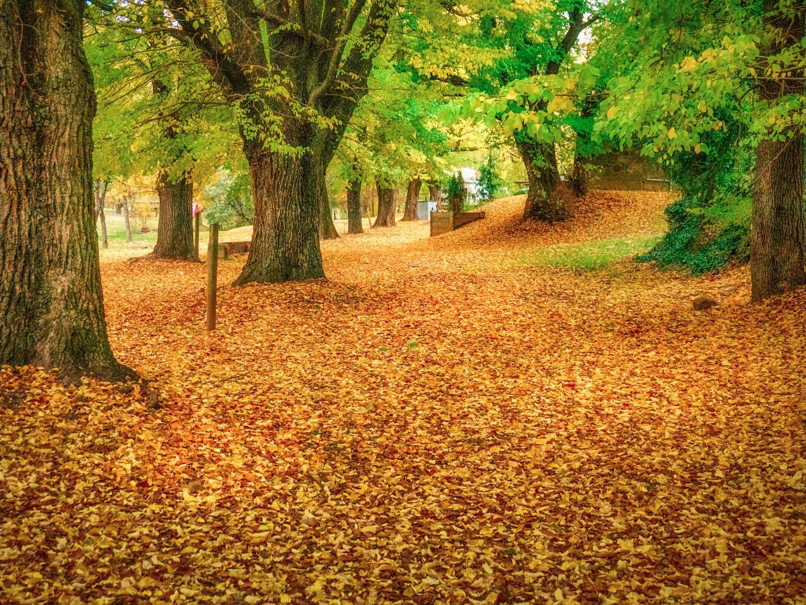Elm Leaf carpet along Morses Creek