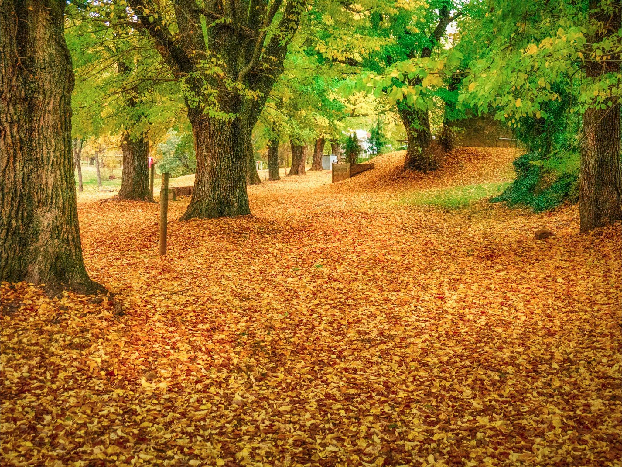 Elm Leaf carpet along Morses Creek