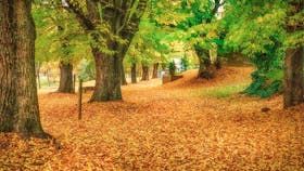 Elm Leaf carpet along Morses Creek