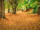 Elm Leaf carpet along Morses Creek