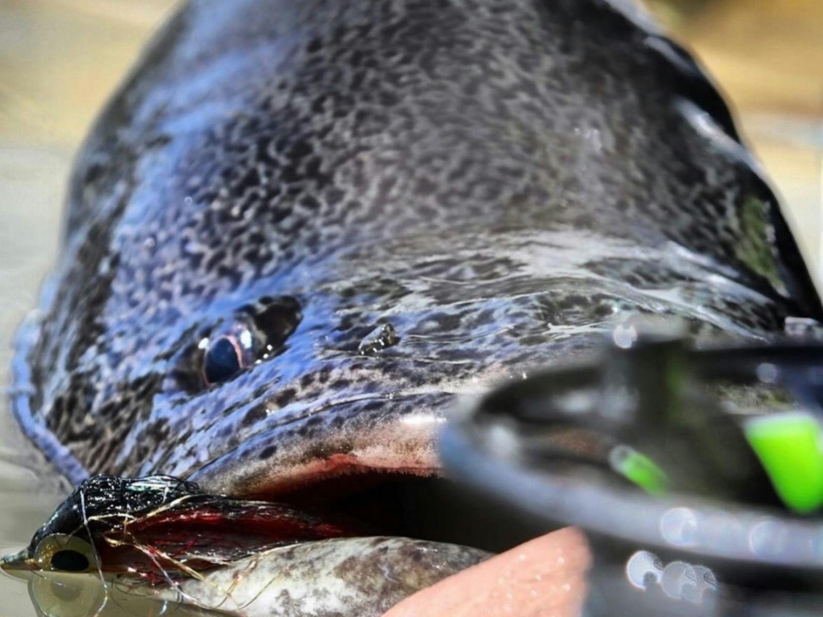 Murray Cod Fly Fishing