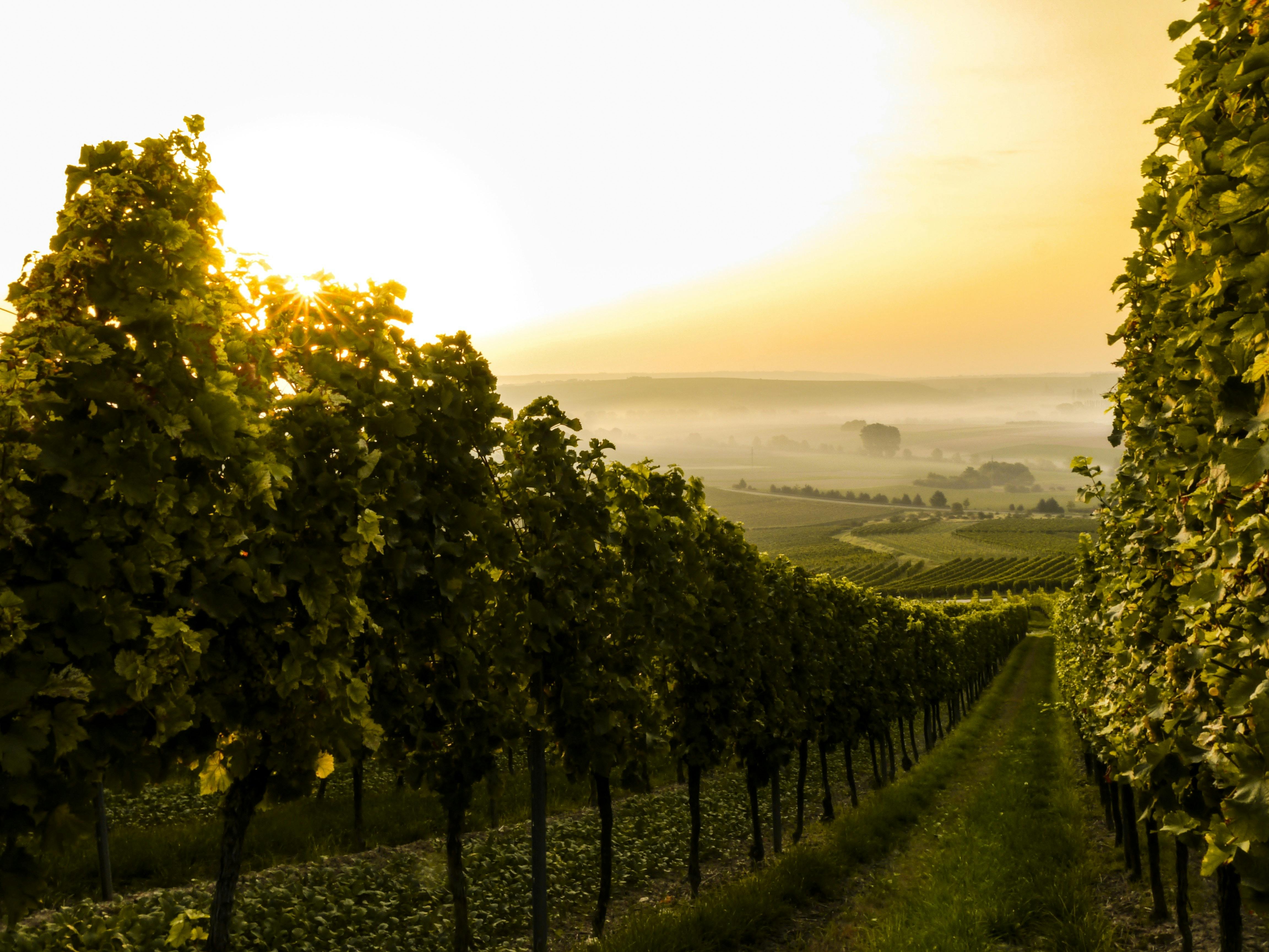 A vineyard at dusk