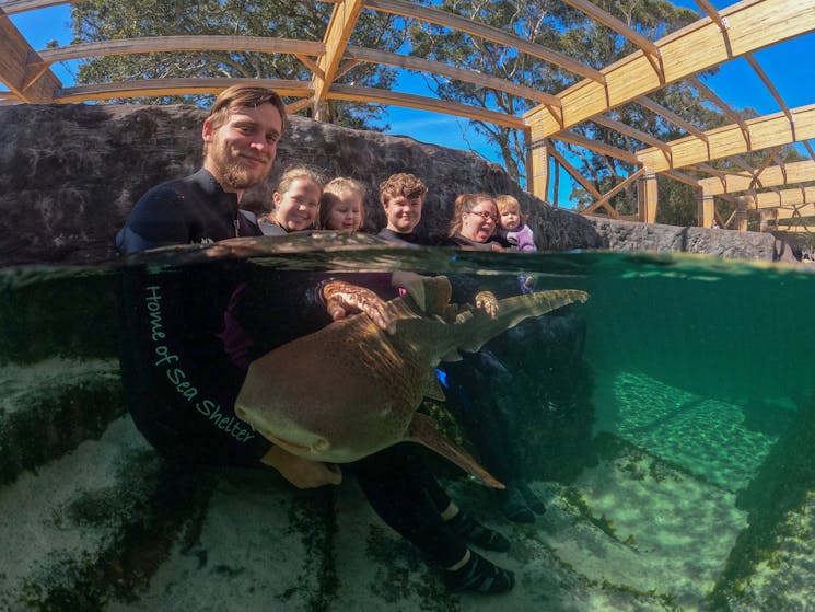 Zebra shark sitting in peoples laps for a cuddle.