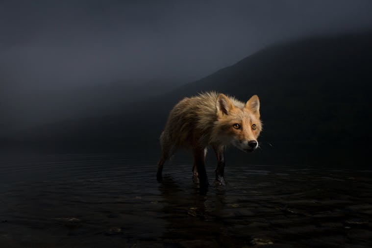 Wildlife Photographer of the Year