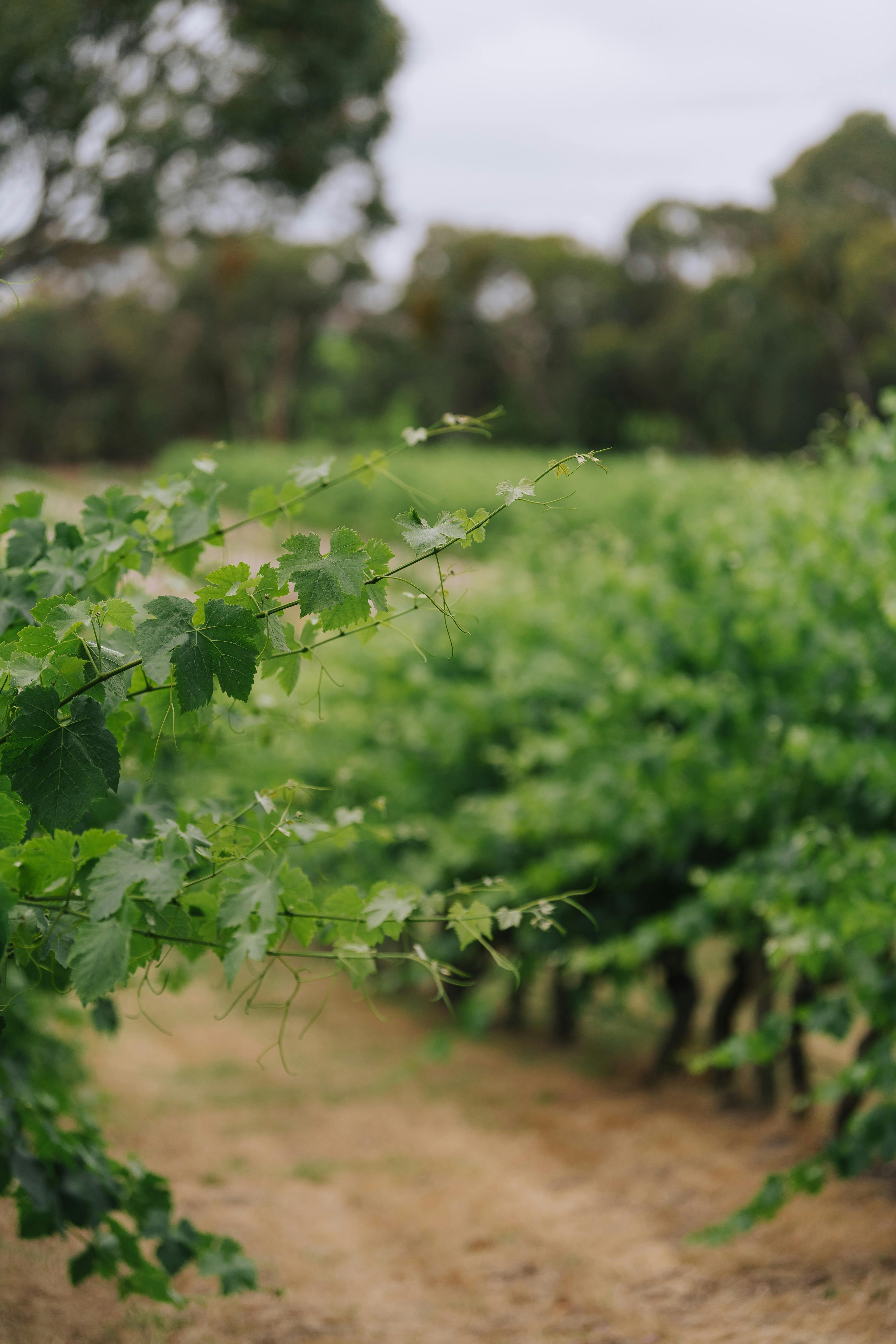 vines